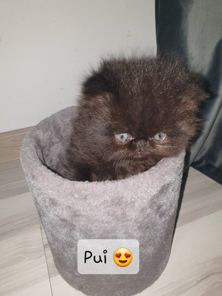 Pui de pisica persana
