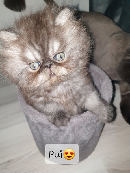 Pui de pisica persana