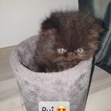 Pui de pisica persana